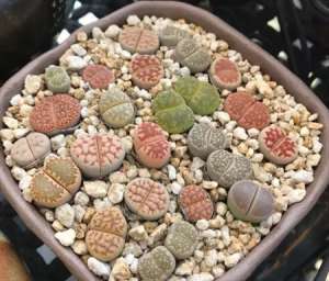 生石花种子收取、播种、出苗护理详解