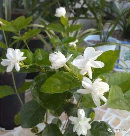 茉莉花 茉莉花