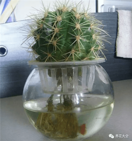 仙人掌水培 仙人掌水培