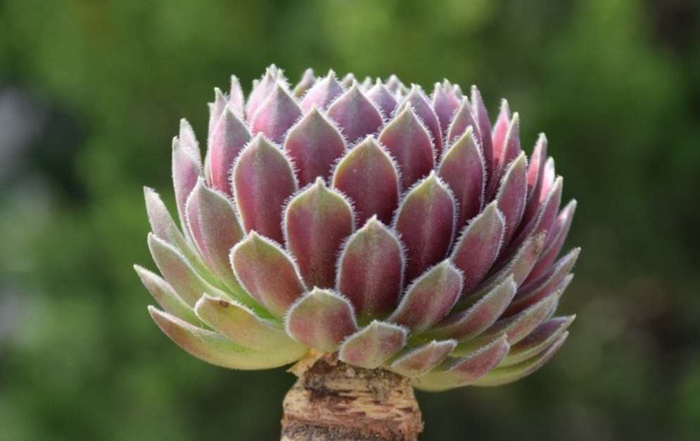 紫牡丹 紫牡丹