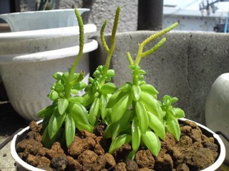 斧叶椒草还可吸收辐射 斧叶椒草还可吸收辐射