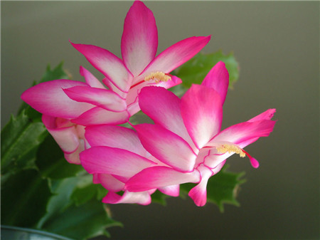 蟹爪兰花期怎么提前 蟹爪兰花期怎么提前