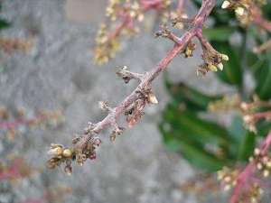 怎么防治芒果白粉病