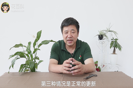 白掌 白掌
