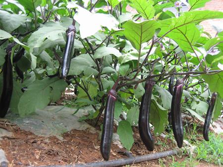 夏季给茄子追肥要注意什么?