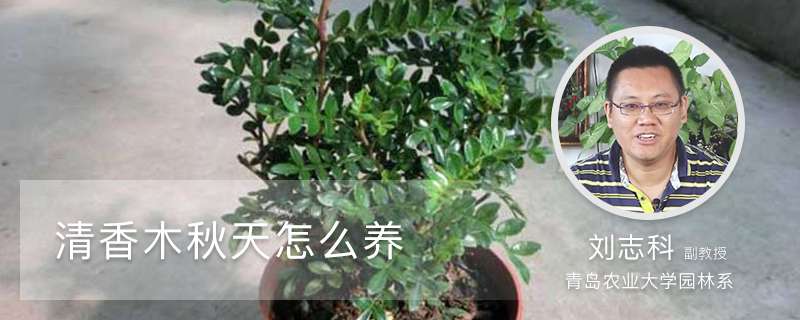 清香木秋天怎么养 清香木秋天怎么养