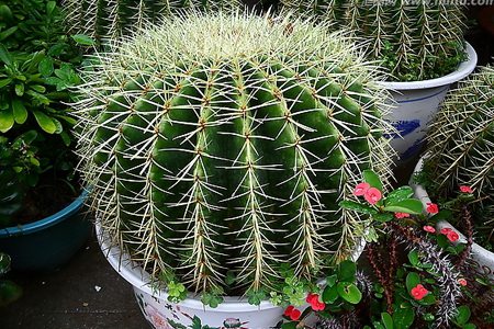 盆栽仙人掌 盆栽仙人掌