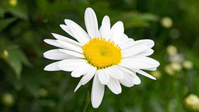 小山菊怎么养 小山菊怎么养