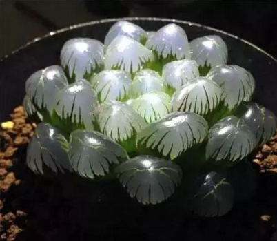 1526114980106624.png 36.png