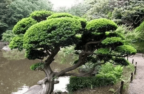 罗汉松盆栽 罗汉松盆栽
