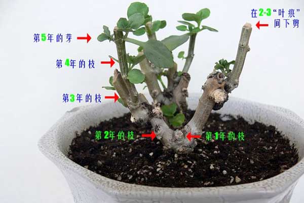 多年生长寿花的矫形方法 多年生长寿花的矫形方法