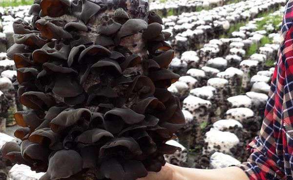 木耳病害防治：木耳流耳病防治