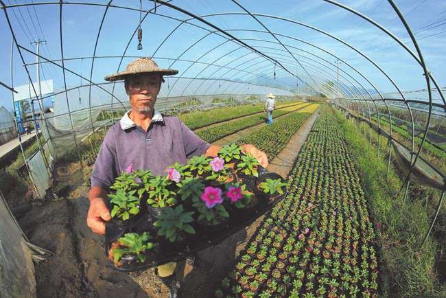 河南新乡村民花卉大棚种植带动乡邻35408437.jpg