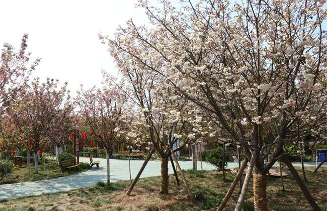 赏花 赏花