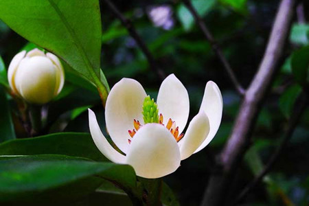 含笑花 含笑花