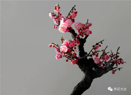 梅花图片 梅花图片
