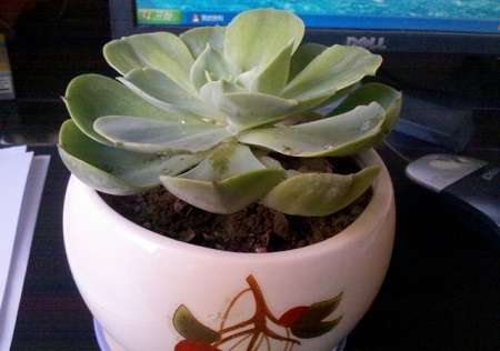 漂亮的石莲花 漂亮的石莲花