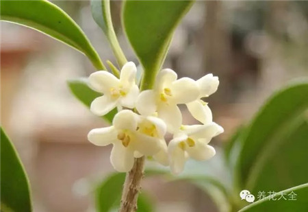 桂花 桂花