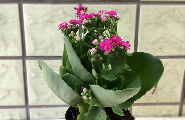 长寿花 长寿花