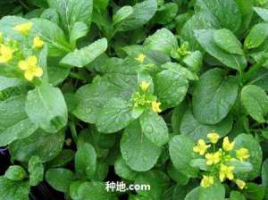 种植蔬菜氮肥过多过少会怎么样？