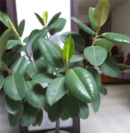 橡皮树长成后 橡皮树长成后
