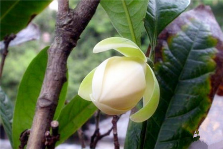 夜合花 夜合花