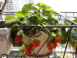 家庭阳台草莓种植方法