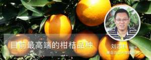 目前高端的柑桔品种