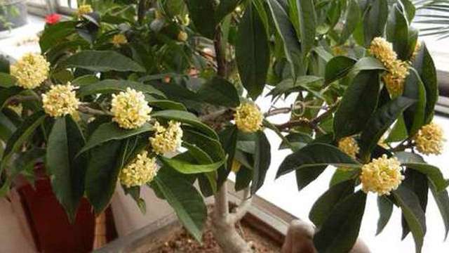 桂花怎样育苗 桂花怎样育苗
