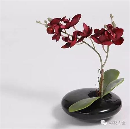 原因三:根系受损 原因三:根系受损