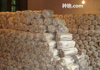 室内袋栽灵芝怎么获得高产?