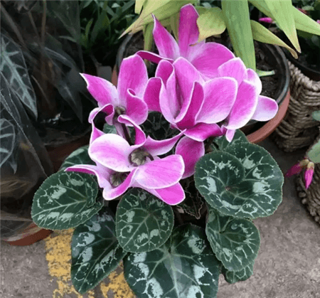 仙客来 仙客来
