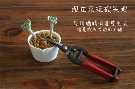 白牡丹砍头前消毒 白牡丹砍头前消毒