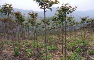 浙江嵊州：高杆早樱花每棵身价超过3000元