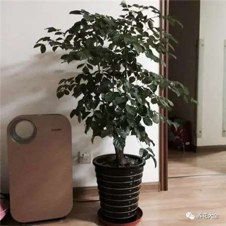 幸福树 幸福树