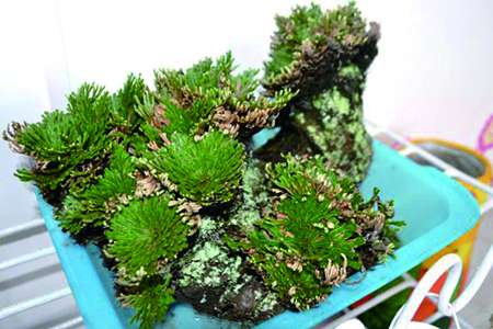 九死还魂草 九死还魂草