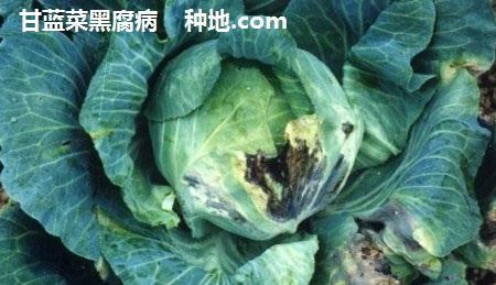 秋季怎么种植甘蓝菜?
