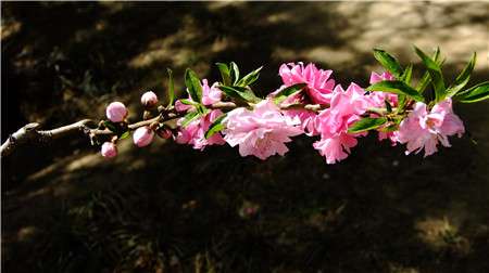 去除花蕾 去除花蕾