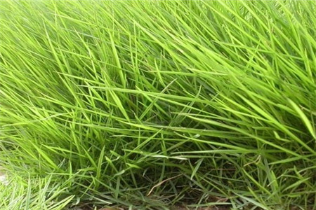 结缕草 结缕草