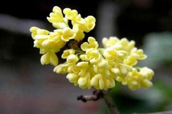 桂花盆栽里掺点“它”,枝芽冒不停,满园飘着桂花香 桂花盆栽里掺点“它”,枝芽冒不停,满园飘着桂花香