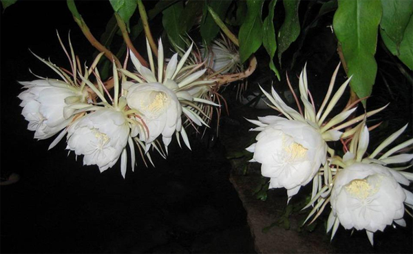 昙花 昙花