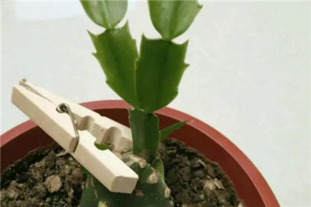 嫁接蟹爪兰 嫁接蟹爪兰