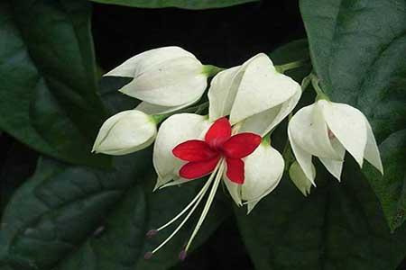 龙吐珠 龙吐珠