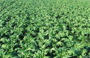 甜菜种根收获及贮藏技术