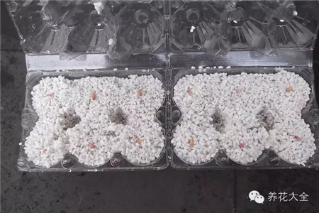 石榴种子整齐的放到栽培基质中 石榴种子整齐的放到栽培基质中