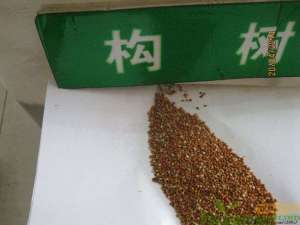 构树种子的种植方法