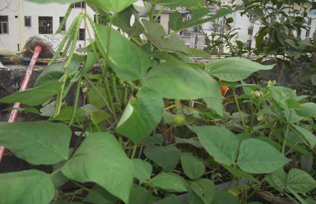 绿豆种子价格及种植方法