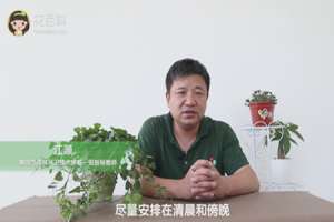 常春藤夏天怎么浇水