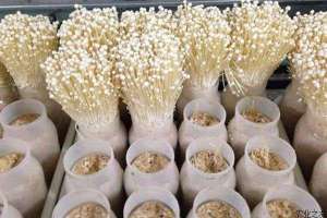 瓶袋金针菇种植方法