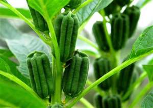 芝麻高产新技法——双茎栽培